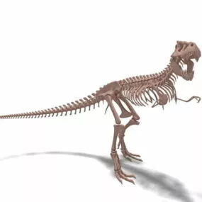 Tyrannosaurus Skeleton 3d model