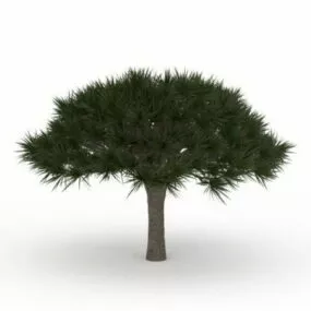 Umbrella Pine Tree 3d model