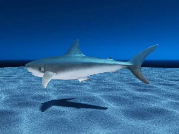 Blue Shark Lowpoly 3d model