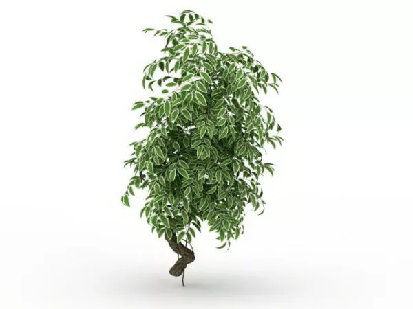 Variegated Euonymus Shrub 3d model Variegated Euonymus Shrub 3d model