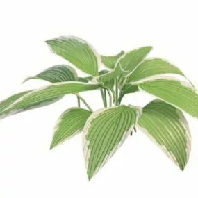 Variegated Leaf Plant 3d model