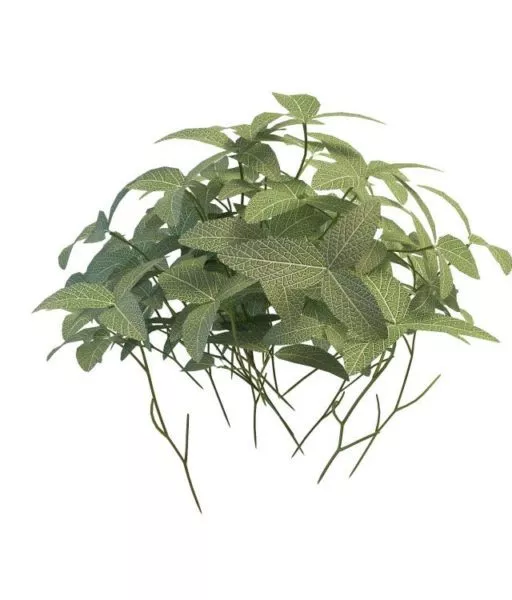 Variegated Plant 3d model Variegated Plant 3d model