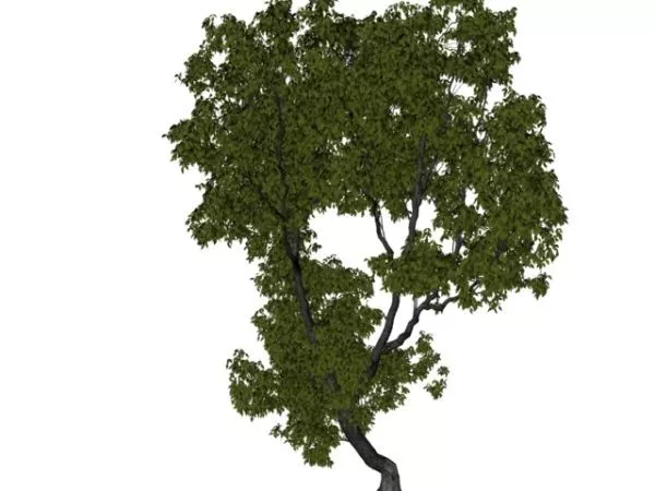 Vegeta Elm Tree 3d model Vegeta Elm Tree 3d model
