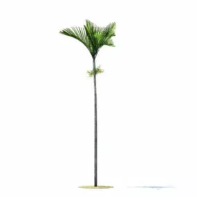 Veitchia Joannis Tree 3d model
