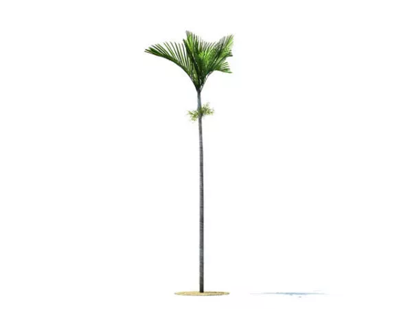 Veitchia Joannis Tree 3d model Veitchia Joannis Tree 3d model