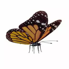 Viceroy Butterfly Animal 3d model