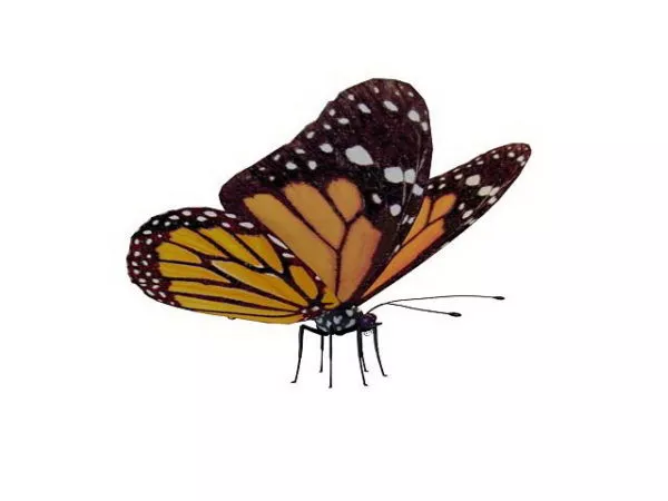 Blue Butterfly, Lowpoly Butterfly 3d model