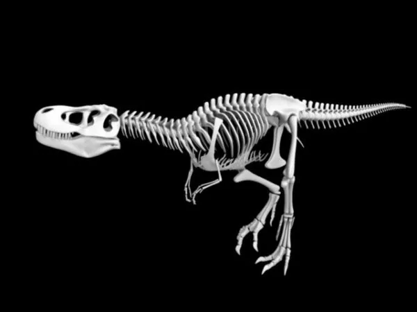 Human Skeleton Full Set 3d model