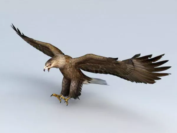 Bald Eagle Animated Rigged 3d model