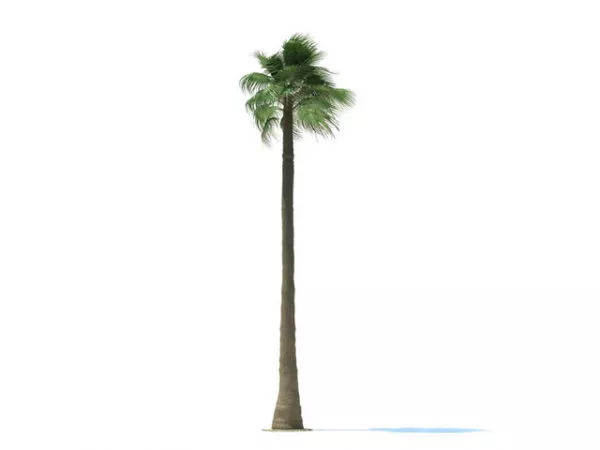 Washingtonia Filifera Tree 3d model Washingtonia Filifera Tree 3d model