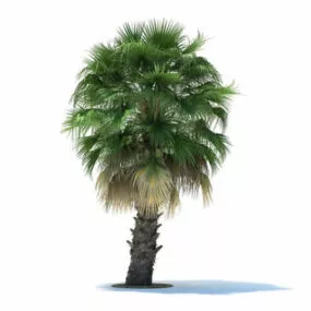 Washingtonia Filifera Wendland 3d model
