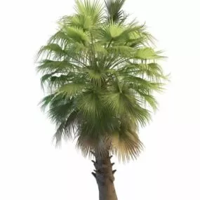 Washingtonia Palm Tree 3d model
