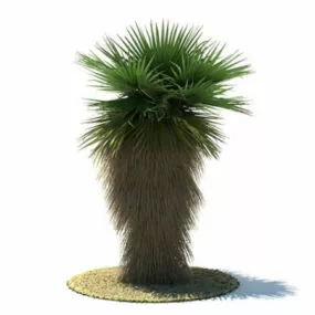 Washingtonia Robusta Tree 3d model