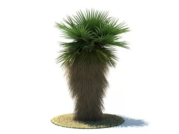 Washingtonia Robusta Tree 3d model Washingtonia Robusta Tree 3d model