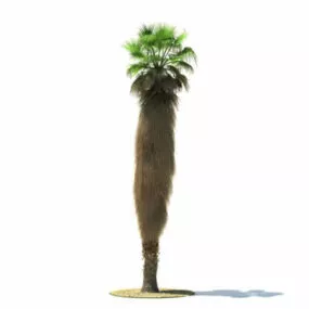 Washingtonia Tree 3d model
