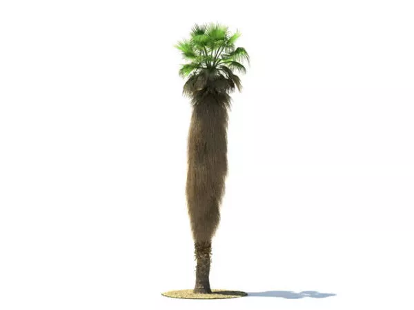 Washingtonia Tree 3d model Washingtonia Tree 3d model