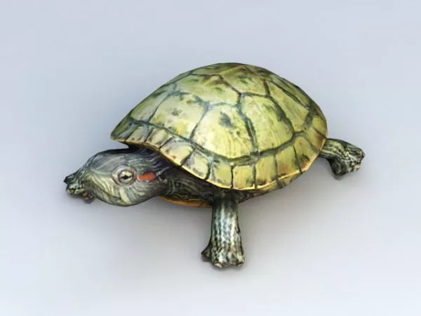 Turtle Fighter Character 3d model