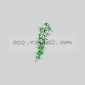 Water Dropwort Plant 3d model