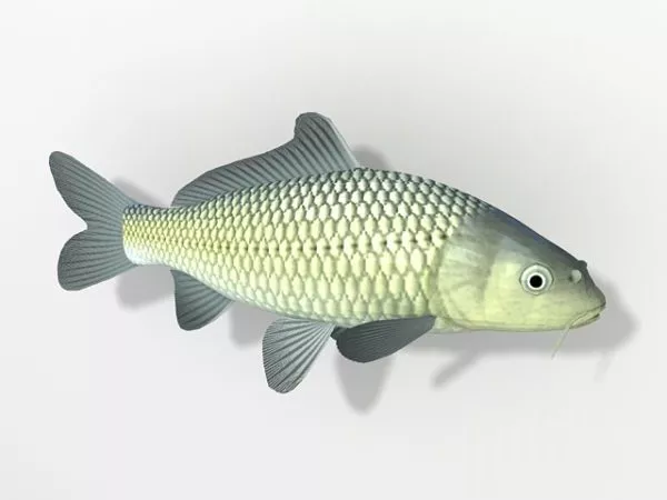 Pike Fish 3d model