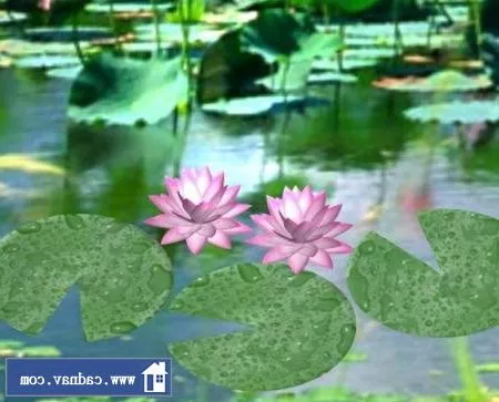 Water Lilly 3d model Water Lilly 3d model