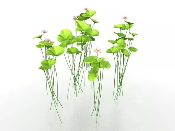 Pink Lily Flower 3d model