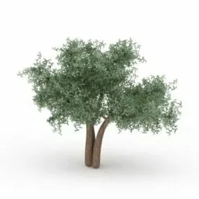 Weeping Ash Tree 3d model