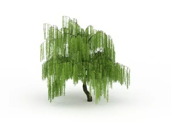 Weeping Willow Tree 3d model Weeping Willow Tree 3d model