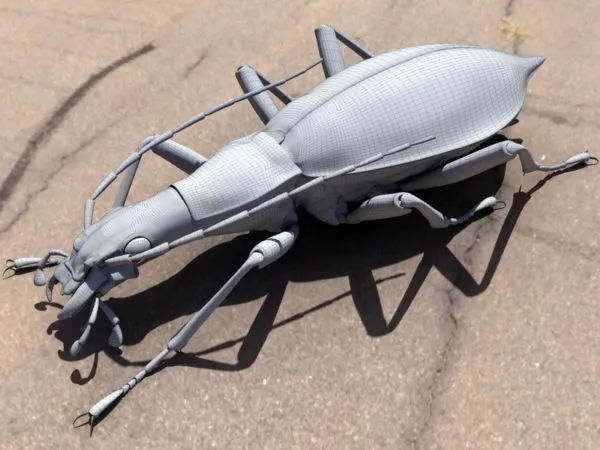 Weevil Beetle 3d model Weevil Beetle 3d model