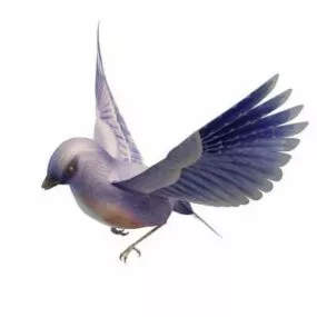 Western Bluebird Animal 3d model