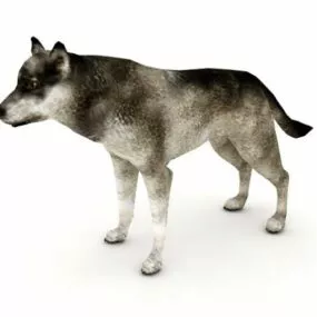 Western Wolf Animal 3d model