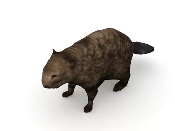 Wild Wetland Animal Beaver 3d model Wild Wetland Animal Beaver 3d model