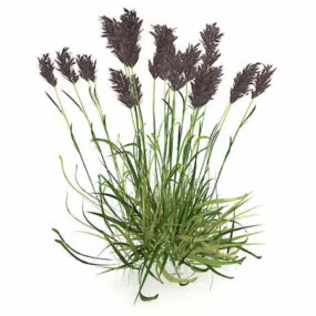 Wetland Reed Plants 3d model
