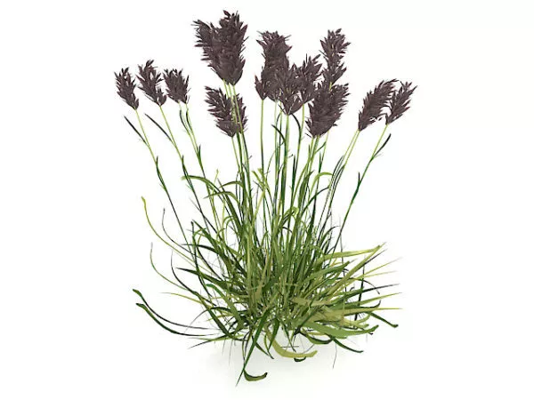 Wetland Reed Plants 3d model Wetland Reed Plants 3d model