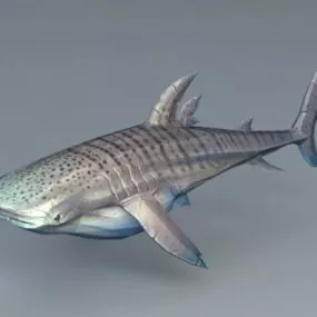 Whale Shark 3d model