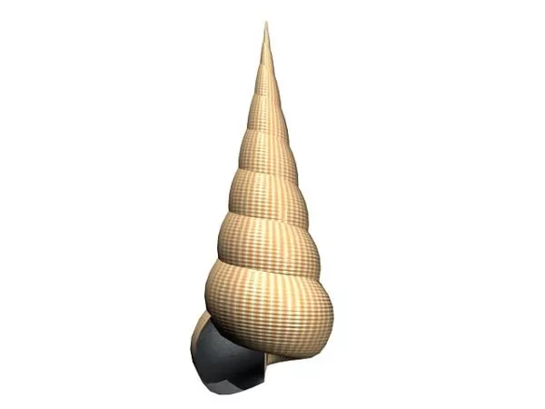 Wild Sea Snail 3d model Wild Sea Snail 3d model