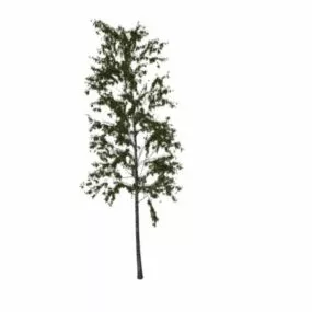 White Birch 3d model