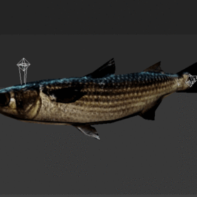 White Mullet Animated Rig 3d model