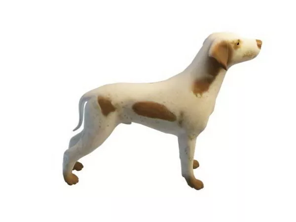 White And Tan Dog Animal 3d model White And Tan Dog Animal 3d model
