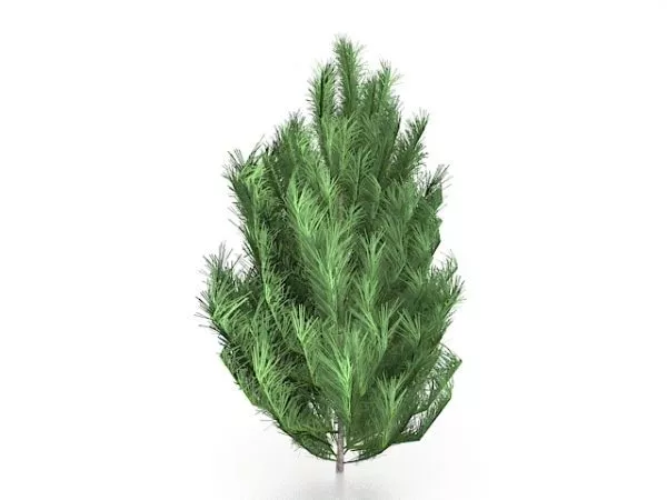 White Bark Pine Tree 3d model White Bark Pine Tree 3d model
