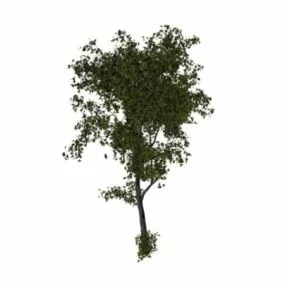 White Basswood Tree 3d model