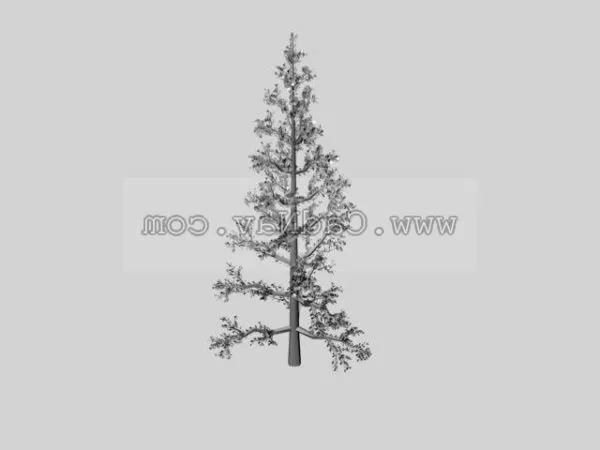 White Cedar Plant 3d model White Cedar Plant 3d model