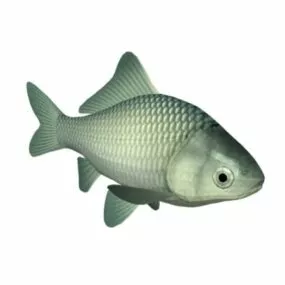 White Crucian Carp Animal 3d model