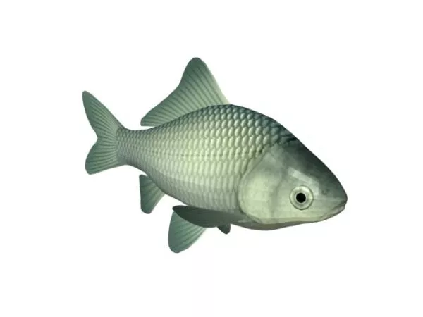 White Crucian Carp Animal 3d model White Crucian Carp Animal 3d model