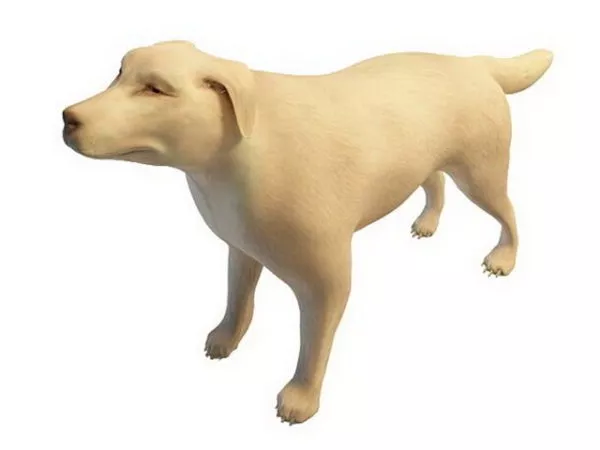 Asia White Dog Animal 3d model Asia White Dog Animal 3d model