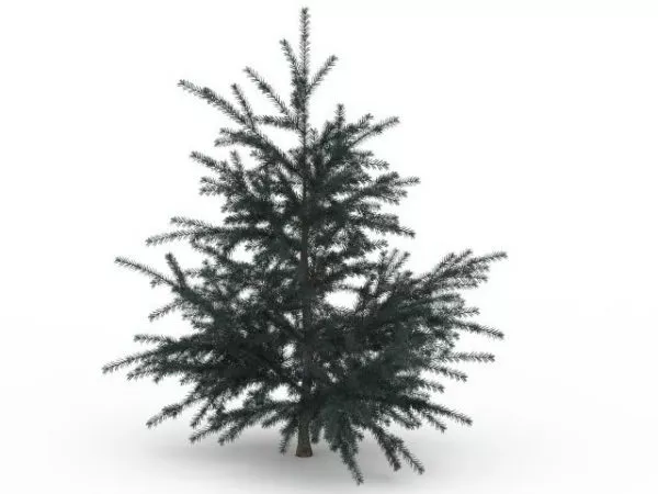 White Fir Tree 3d model White Fir Tree 3d model