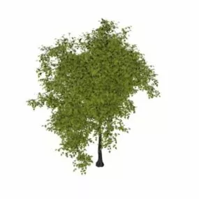 White Mulberry Tree 3d model