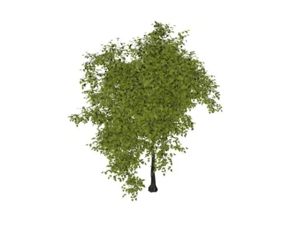 White Mulberry Tree 3d model White Mulberry Tree 3d model