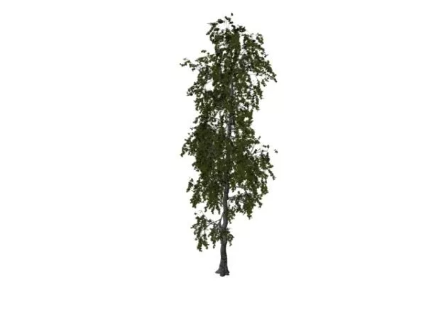 White Poplar Tree 3d model White Poplar Tree 3d model