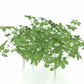 White Purple Flowering Shrubs 3d model