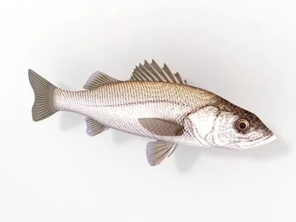 White Sea Bass Fish 3d model White Sea Bass Fish 3d model